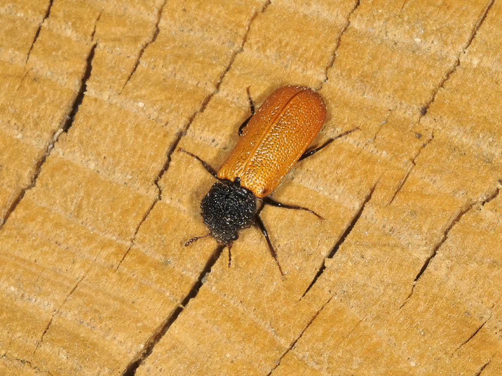 bostrichus capucinus con  piccolo